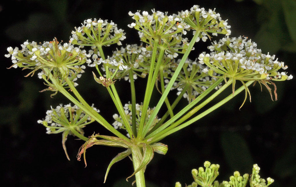 Flora of Eastern Washington Image: Sium suave 5