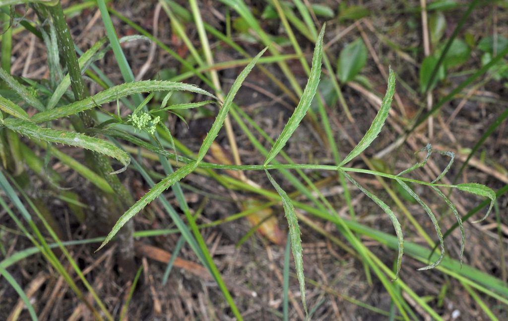 Flora of Eastern Washington Image: Sium suave 3