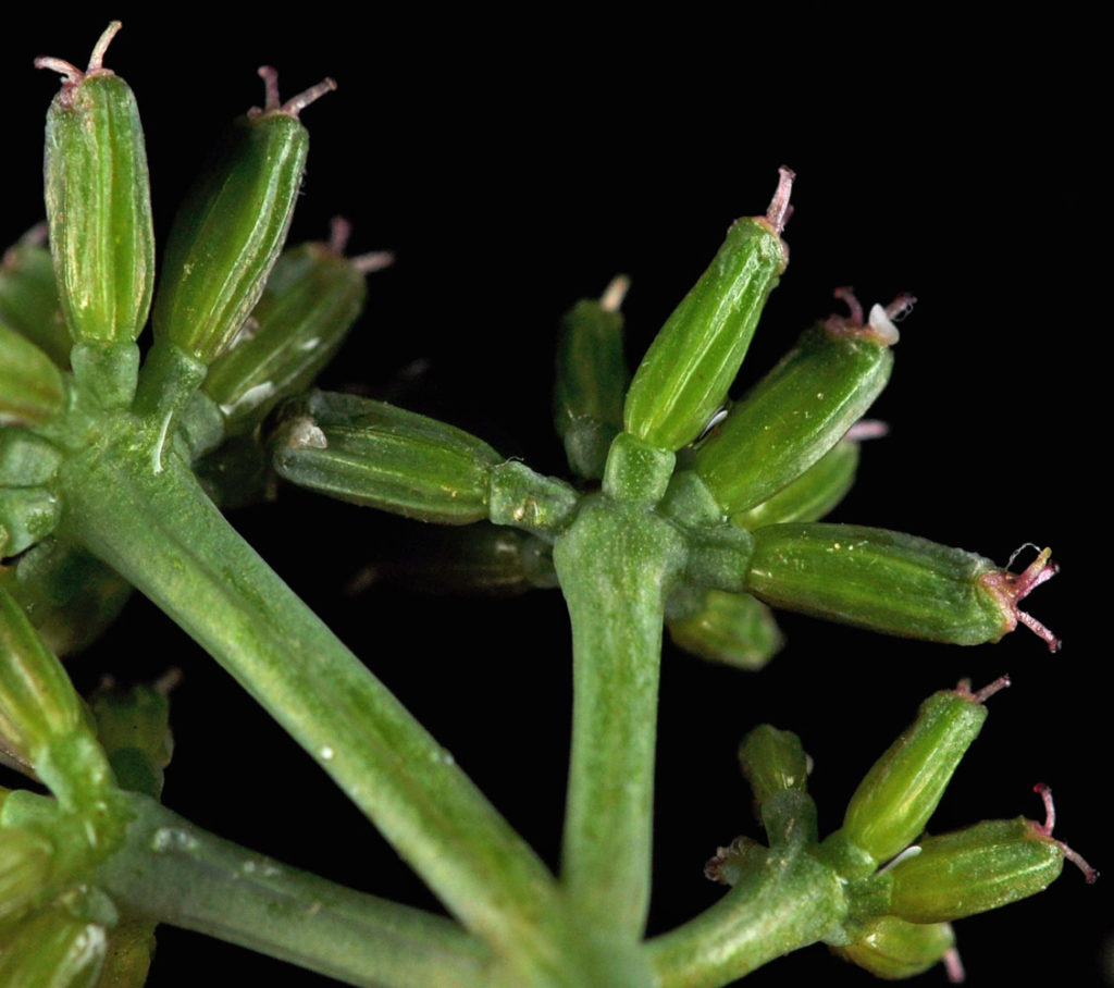 Flora of Eastern Washington Image: Tauschia hooveri stem and bulbs under view