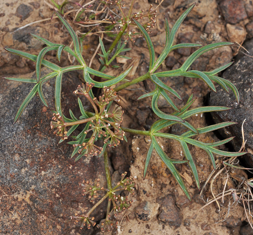 Flora of Eastern Washington Image: Tauschia hooveri full plant top view in nature