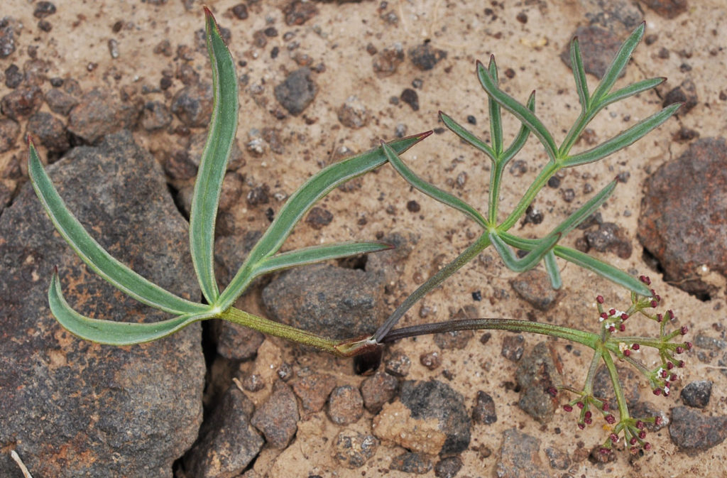 Flora of Eastern Washington Image: Tauschia hooveri split stem in nature top view