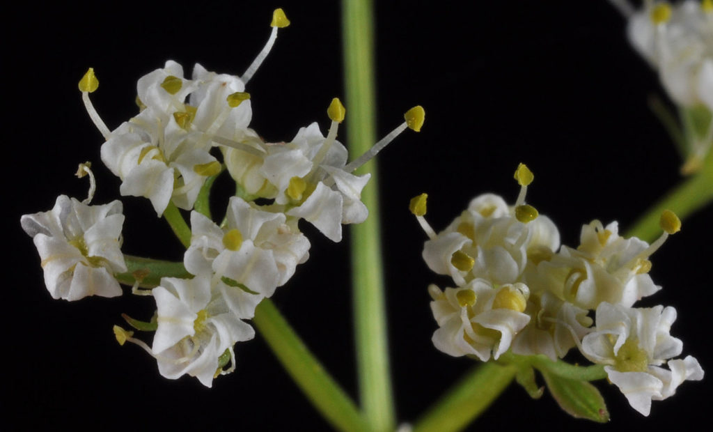 Flora of Eastern Washington Image: Tauschia tenuissima zoom in on flowers