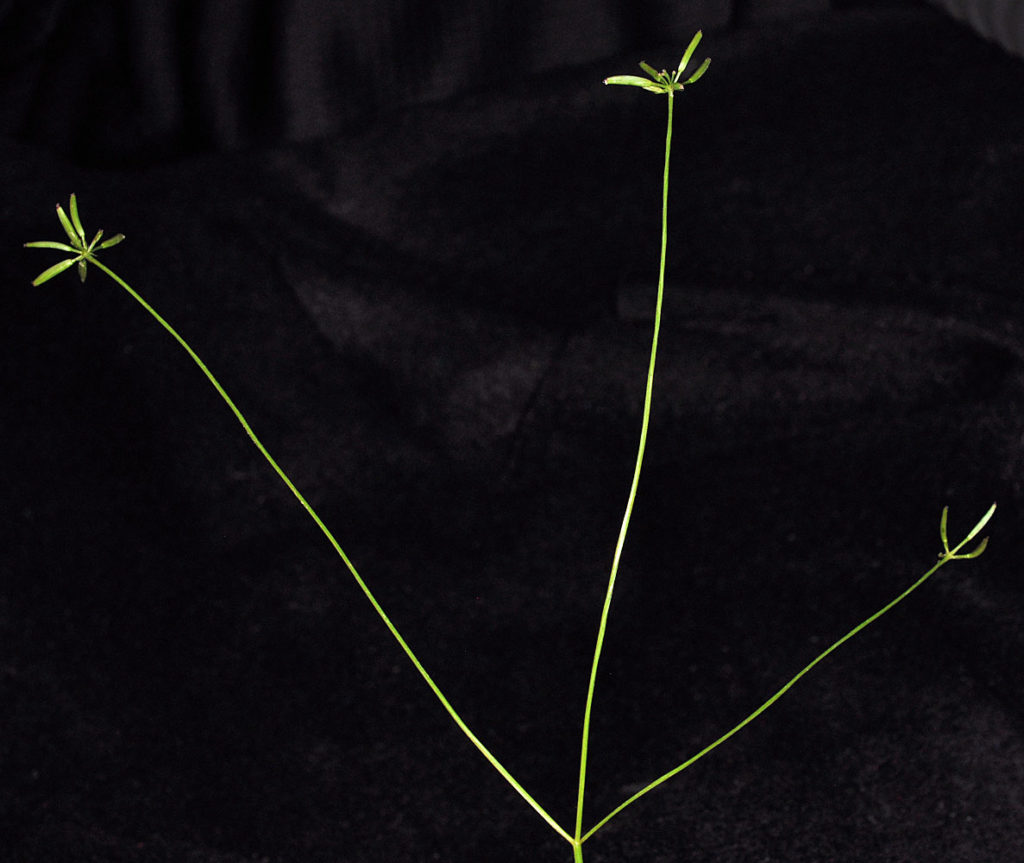 Flora of Eastern Washington Image: Tauschia tenuissima three stems in lab