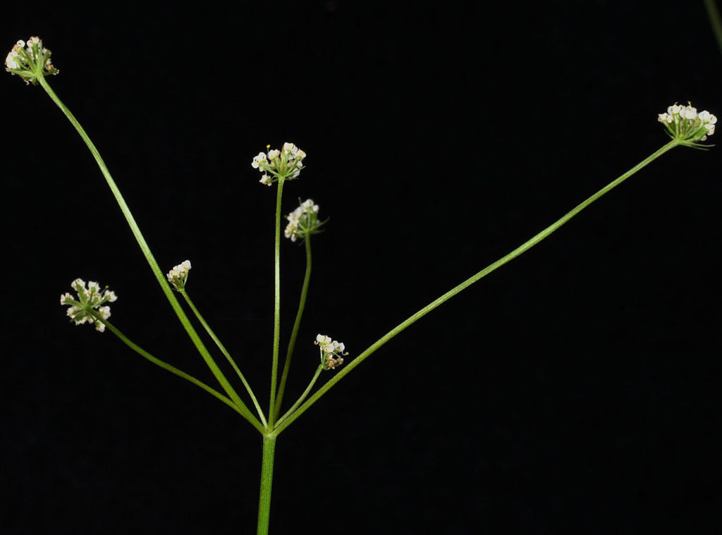 Flora of Eastern Washington Image: Tauschia tenuissima full plant in lab with stems and flowers