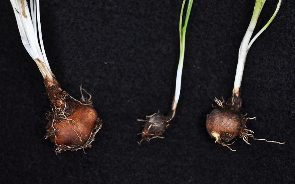 Flora of Eastern Washington Image: Tauschia tenuissima three bulbs