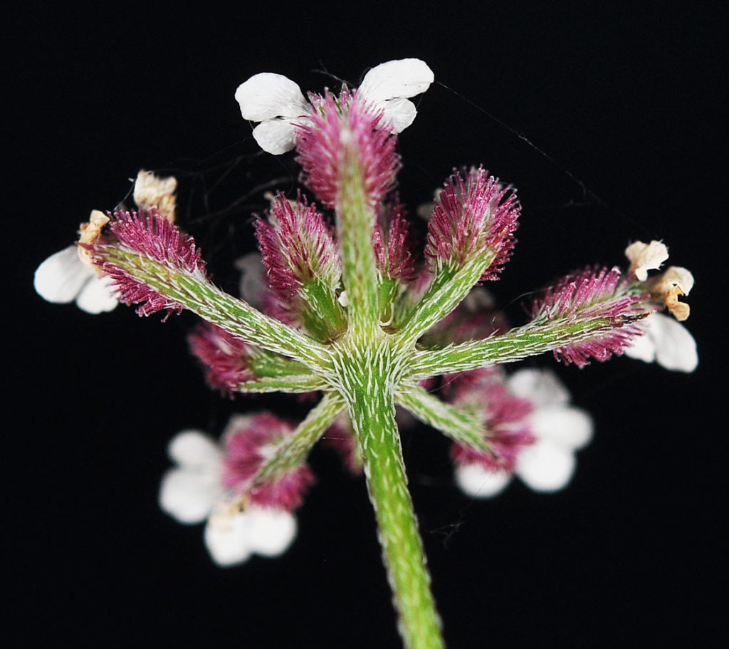 Flora of Eastern Washington Image: Torilis japonica stem underside flower
