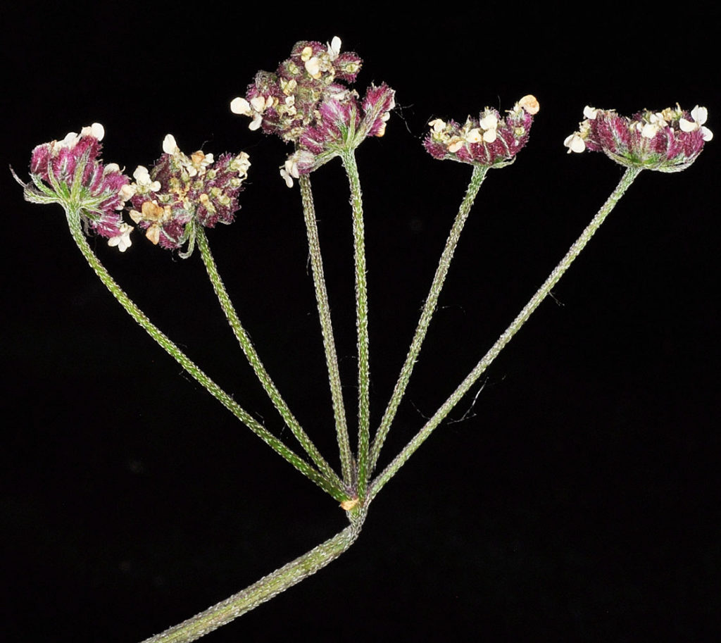 Flora of Eastern Washington Image: Torilis japonica stems and flower side view