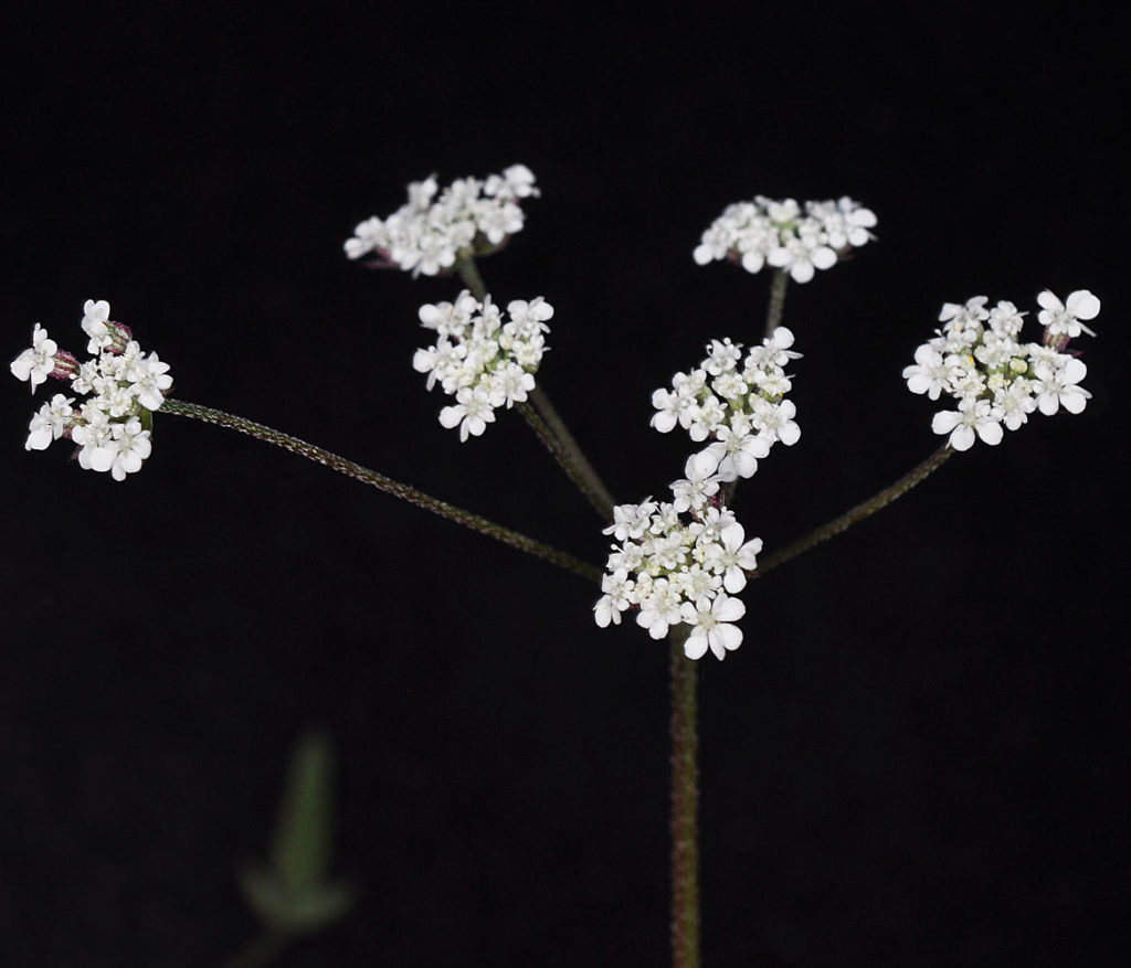 Flora of Eastern Washington Image: Torilis arvensis2  flowers and stems top view