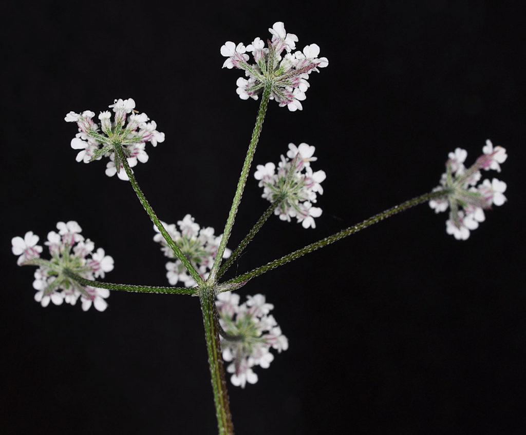 Flora of Eastern Washington Image: Torilis japonica flowers underside view