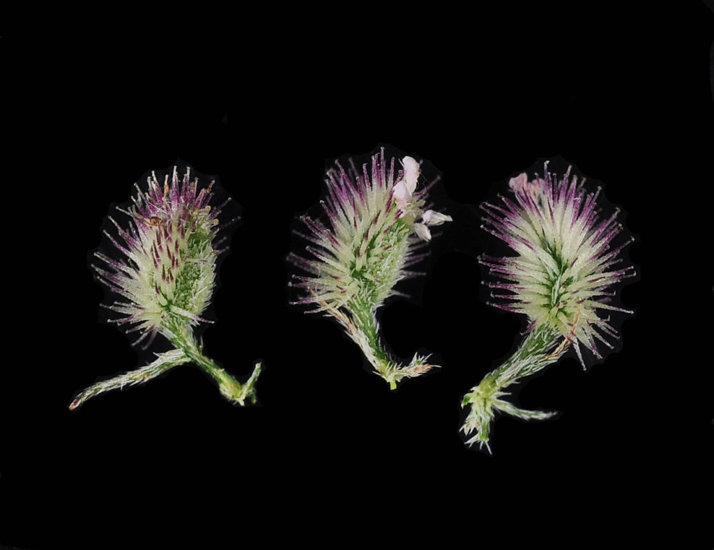 Flora of Eastern Washington Image: Torilis nodosa three bulbs