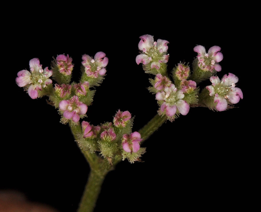 Flora of Eastern Washington Image: Torilis arvensis flowers side view