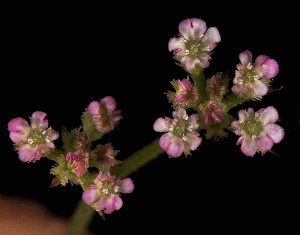 Flora of Eastern Washington Image: Torilis arvensis flowers