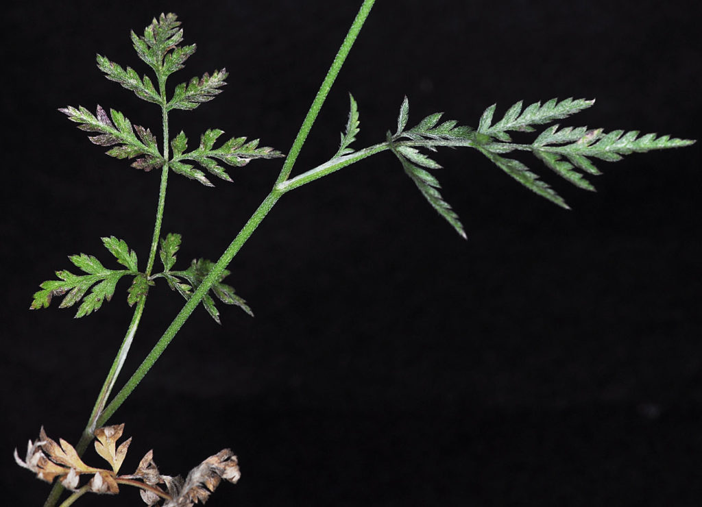 Flora of Eastern Washington Image: Torilis arvensis branch and leaves