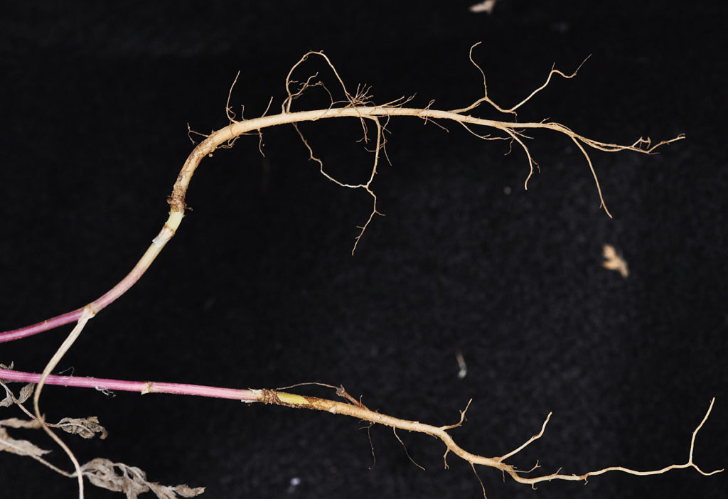 Flora of Eastern Washington Image: Torilis arvensis roots