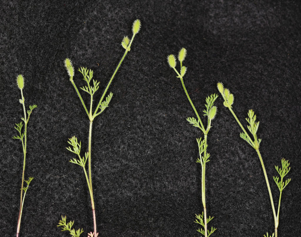 Flora of Eastern Washington Image: Yabea microcarpa full view of two