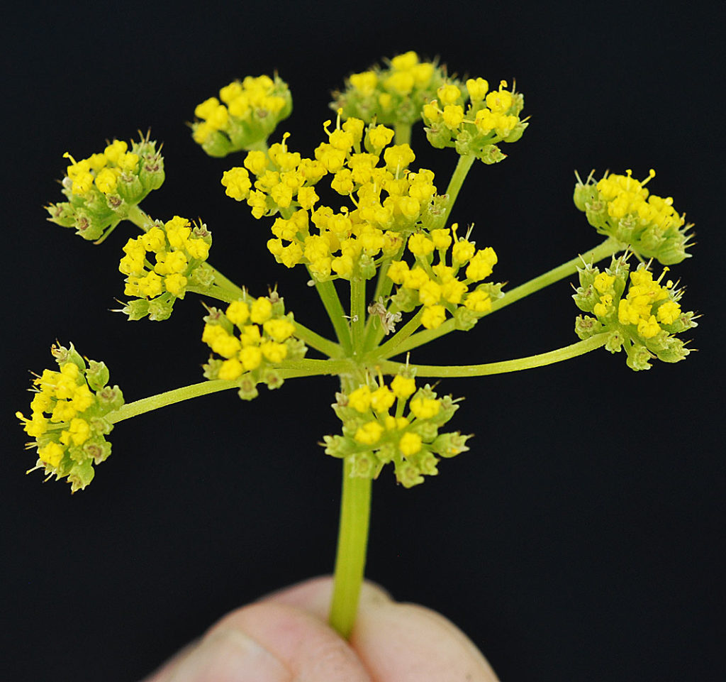 Flora of Eastern Washington Image: Zizia aptera corner profile