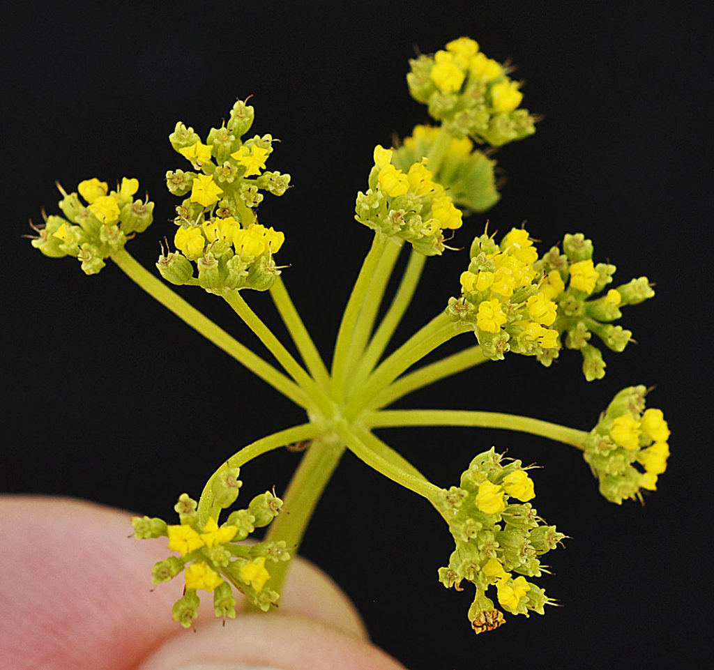 Flora of Eastern Washington Image: Zizia aptera top down view