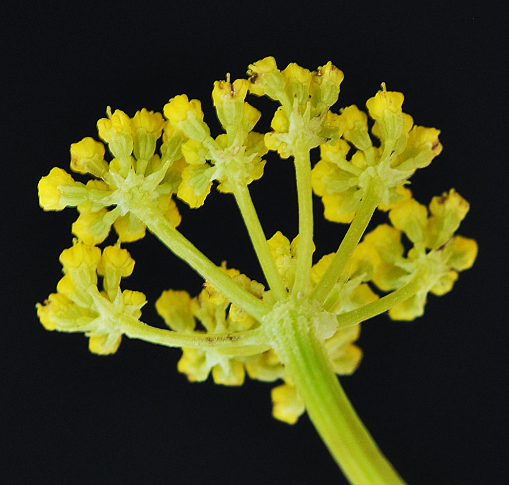 Flora of Eastern Washington Image: Zizia aptera side profile