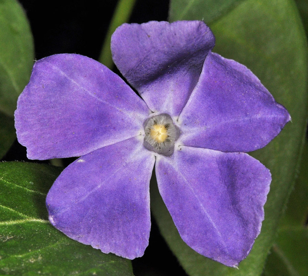 Flora of Eastern Washington Image: Vinca major flower with center