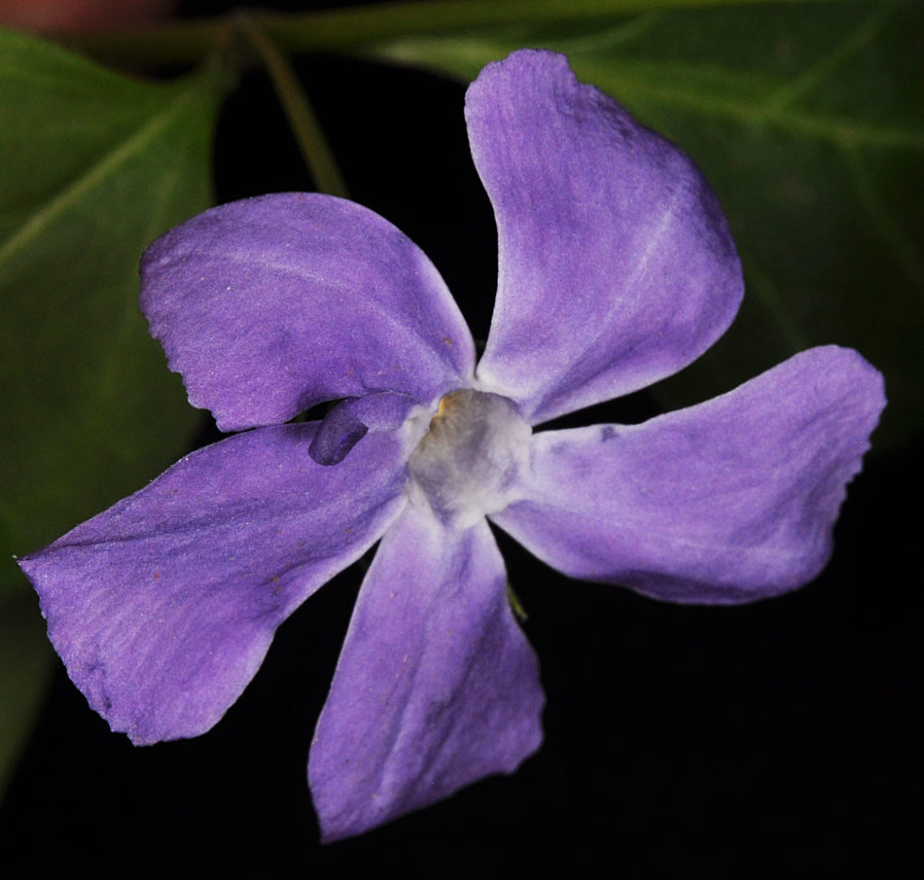 Flora of Eastern Washington Image: Vinca major flower no center
