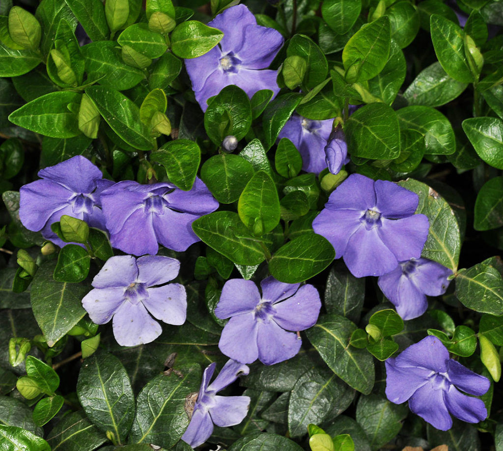 Flora of Eastern Washington Image: Vinca minor full view in nature