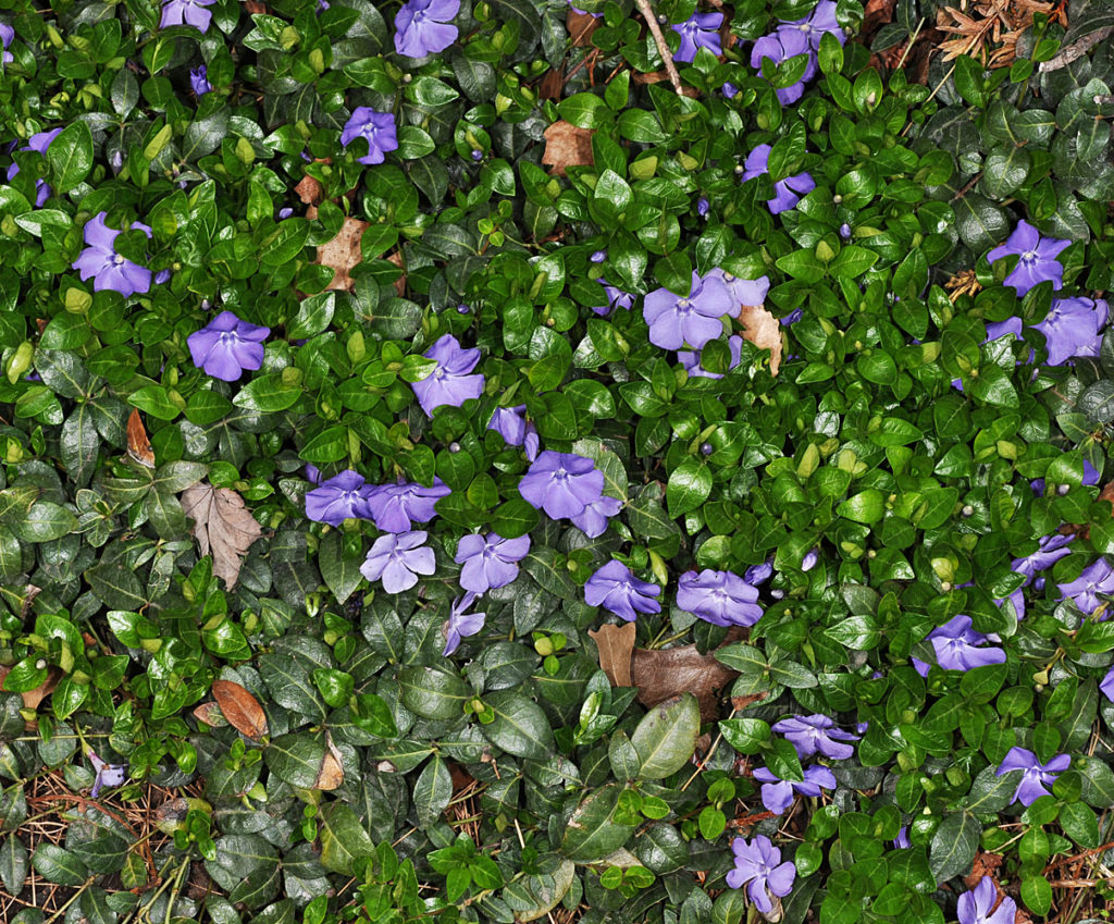 Flora of Eastern Washington Image: Vinca minor full plant in nature