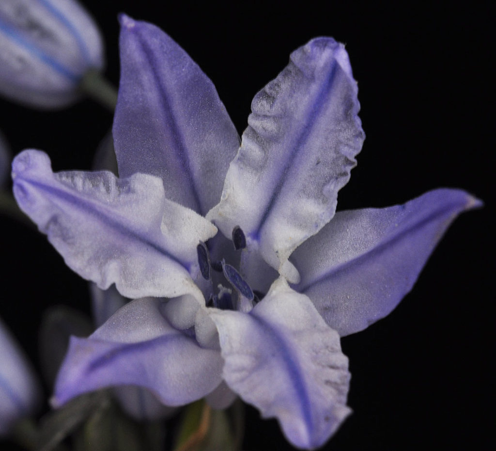 Flora of Eastern Washington Image: Triteleia grandiflora front view of flower