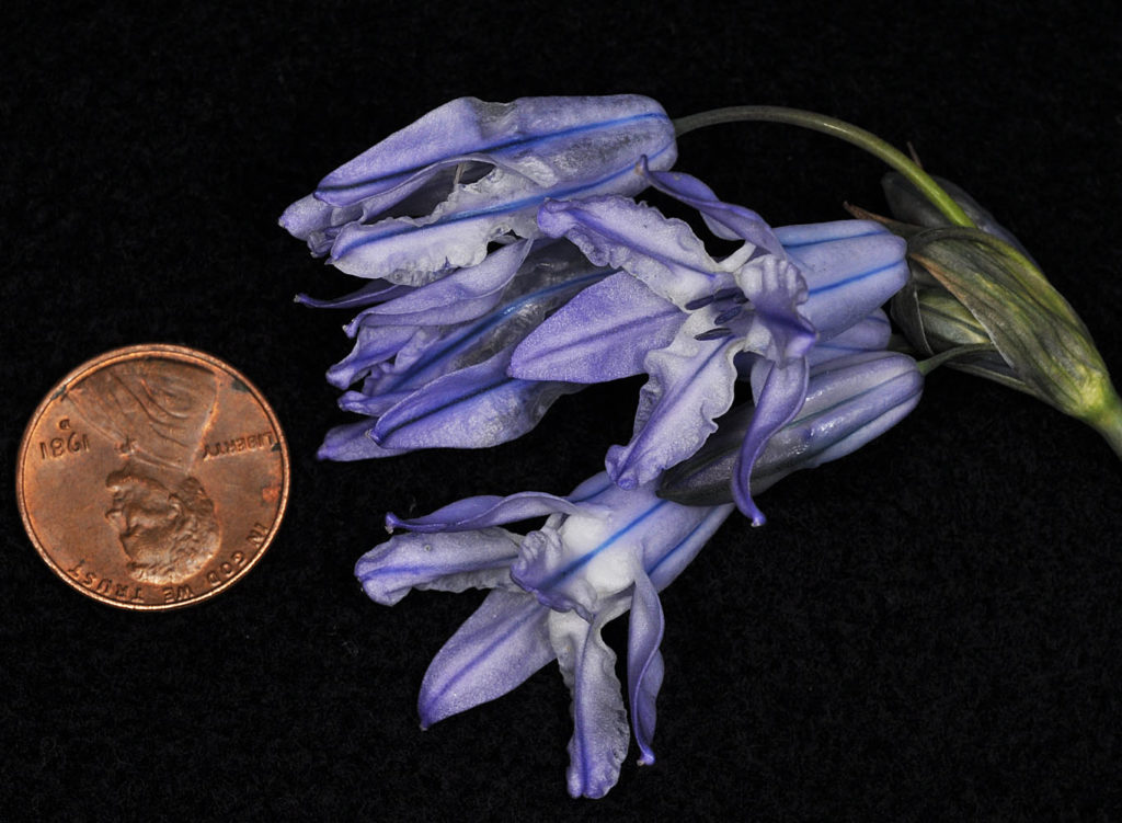 Flora of Eastern Washington Image: Triteleia grandiflora side profile of flower