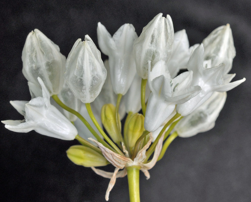 Flora of Eastern Washington Image: Triteleia grandiflora howellii flowers zoom