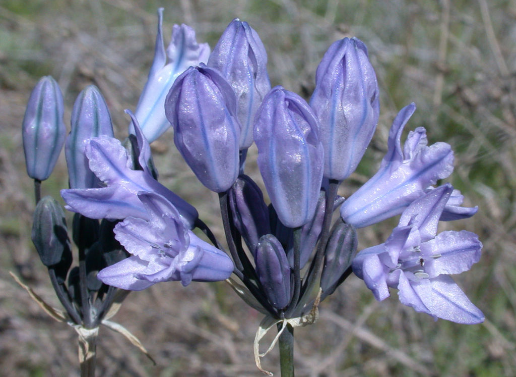 Flora of Eastern Washington Image: Triteleia grandiflora many flowers