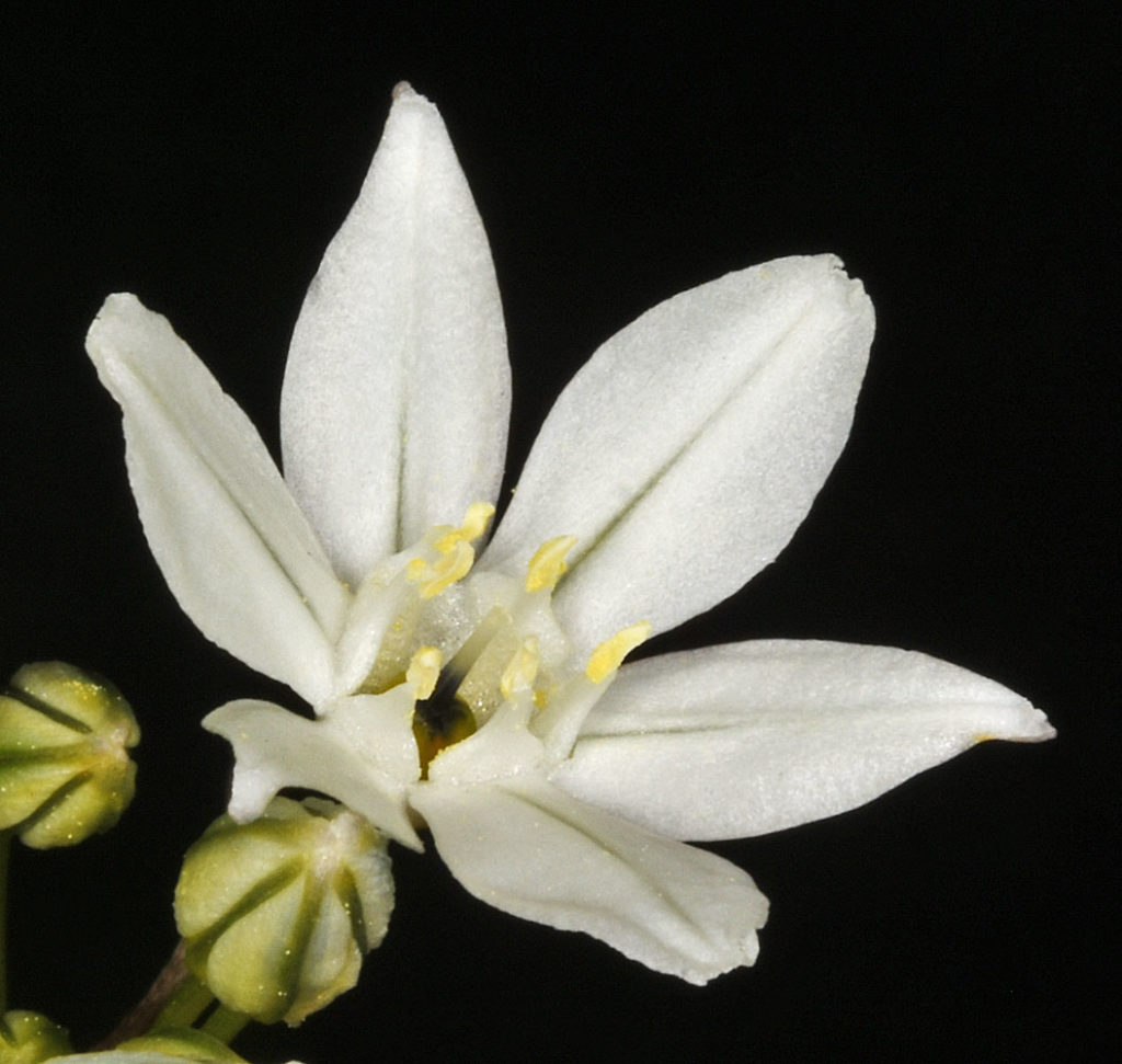 Flora of Eastern Washington Image: Triteleia hyacinthina front right view of flower