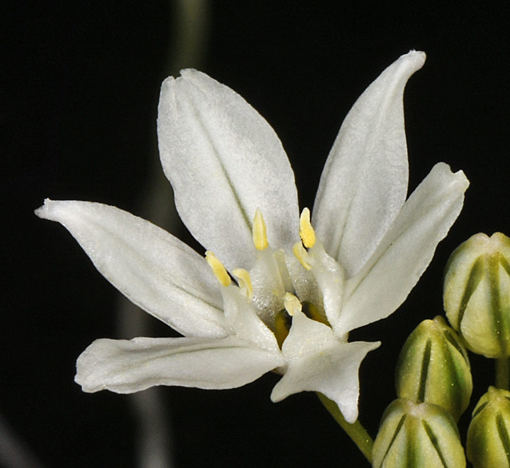 Flora of Eastern Washington Image: Triteleia hyacinthina front left view of flower