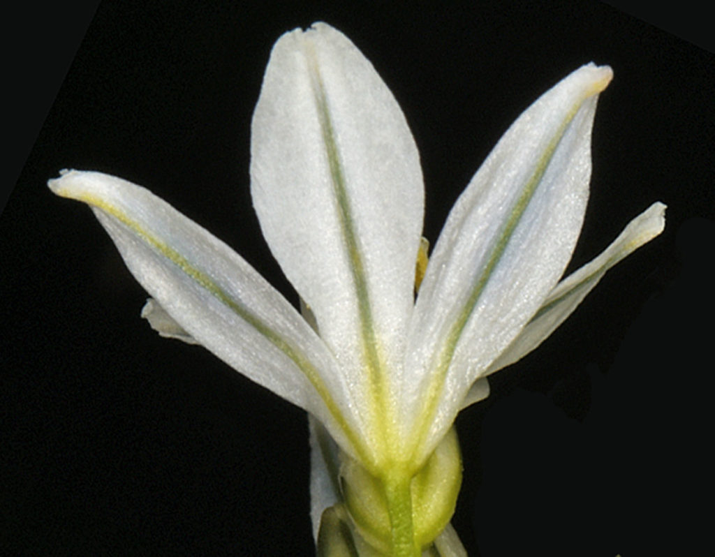 Flora of Eastern Washington Image: Triteleia hyacinthina underside of flower