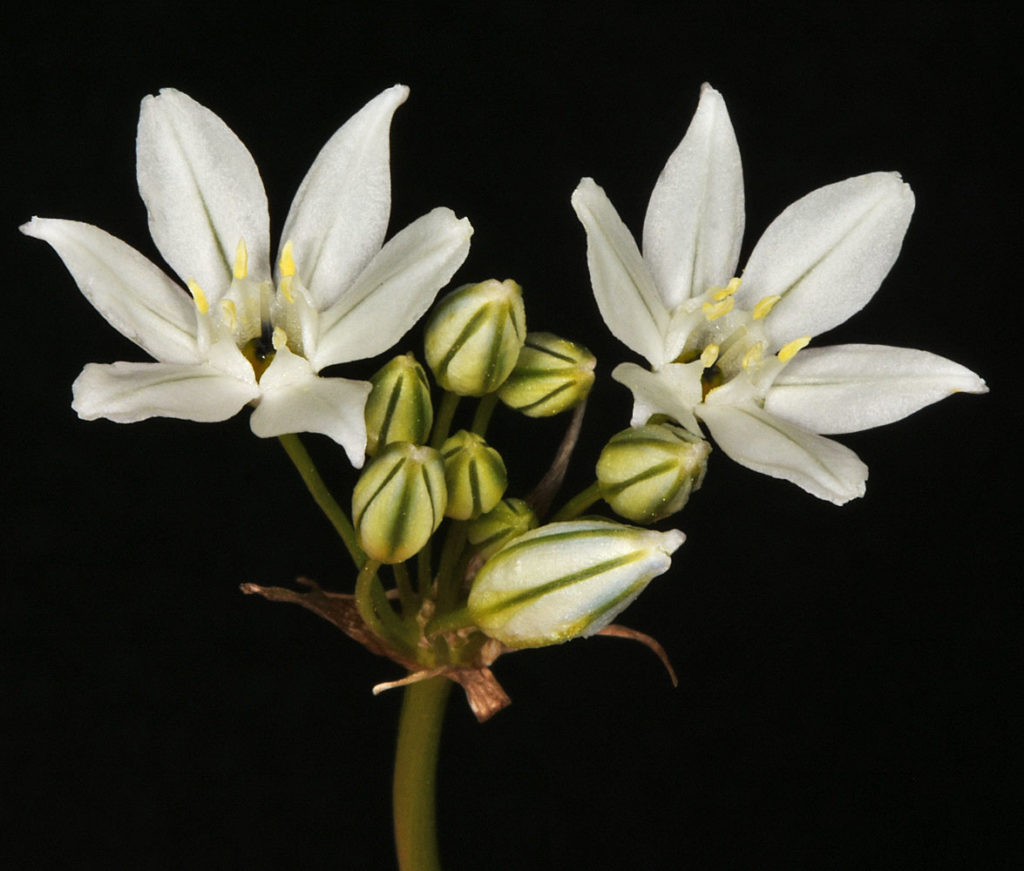 Flora of Eastern Washington Image: Triteleia hyacinthina flower and non sprouted bulbs