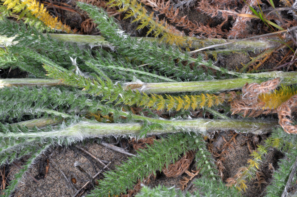Flora of Eastern Washington Image: Achillea millefolium 4