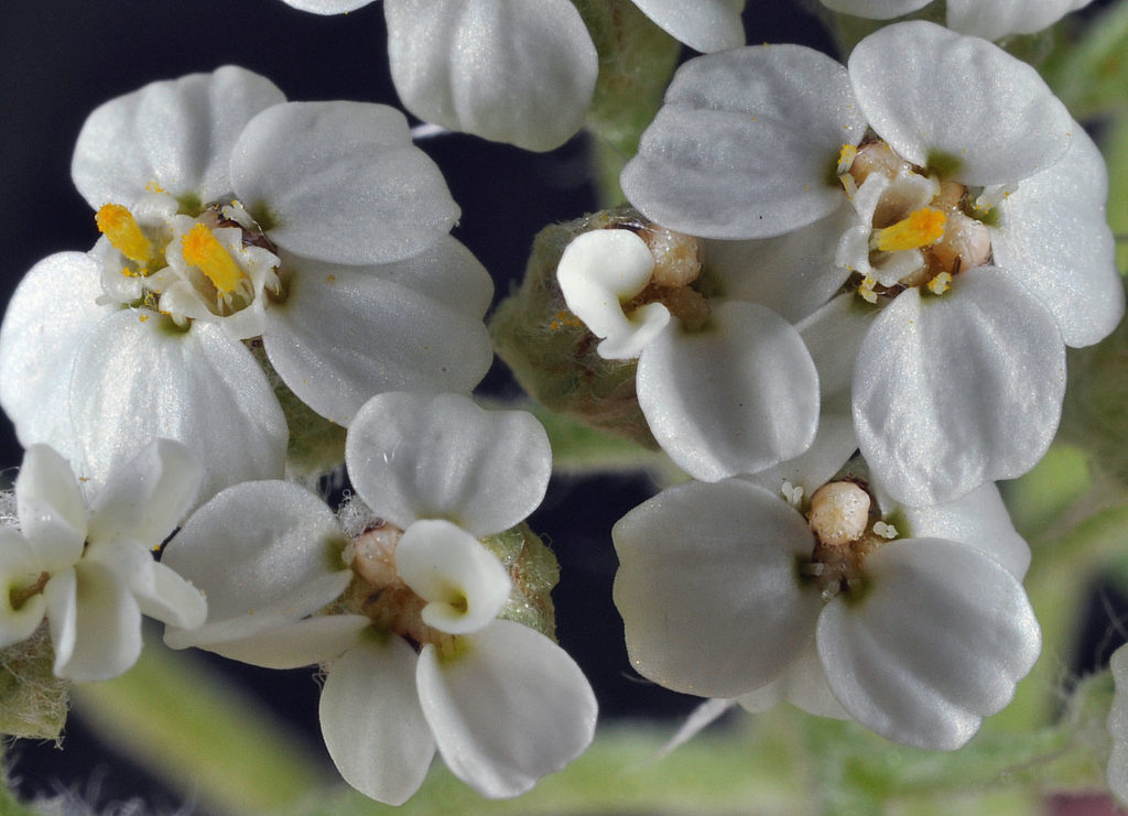 Flora of Eastern Washington Image: Achillea millefolium 7