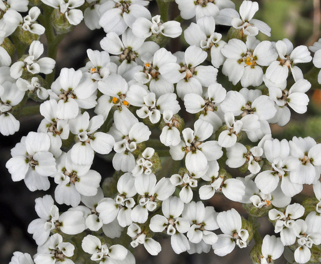 Flora of Eastern Washington Image: Achillea millefolium 5
