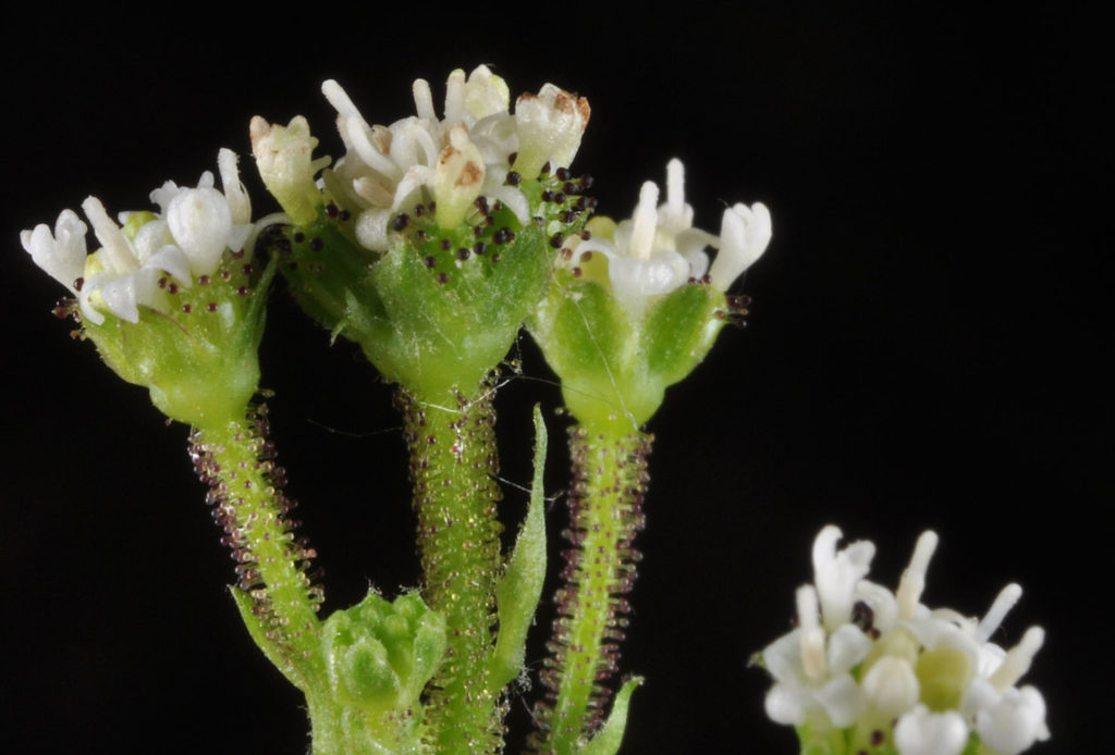 Flora of Eastern Washington Image: Adenocaulon bicolor 5