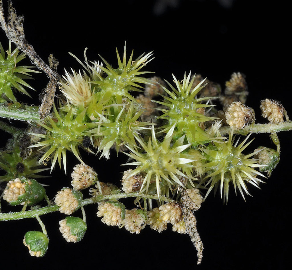 Close up of Ambrosia acanthicarpa flower