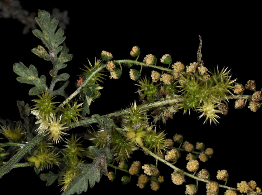 Another view of Ambrosia acanthicarpa branch
