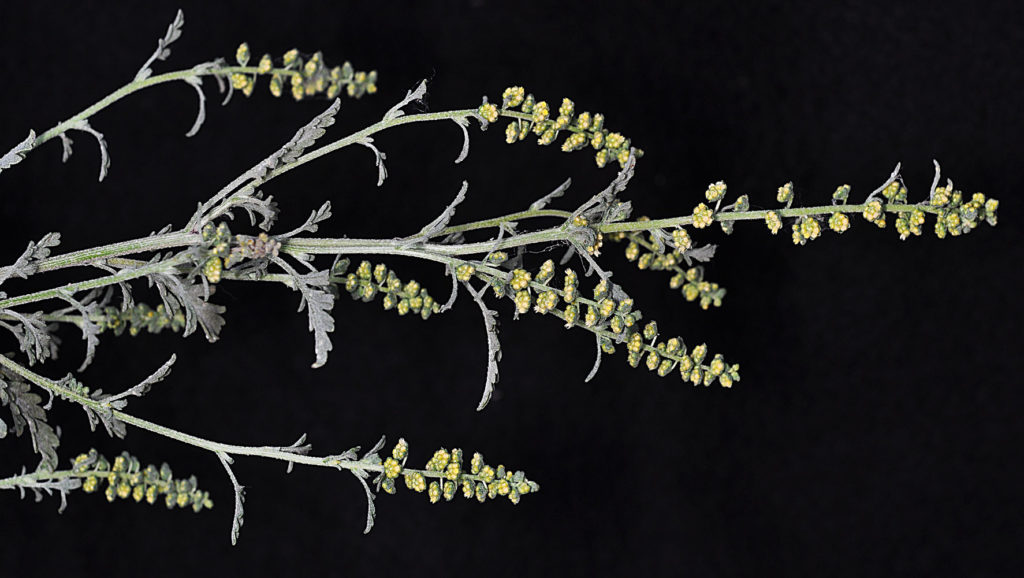 Photo of Ambrosia acanthicarpa stalk with leaves and buds