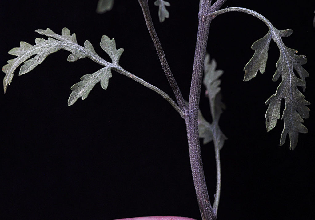 Ambrosia acanthicarpa with leaves