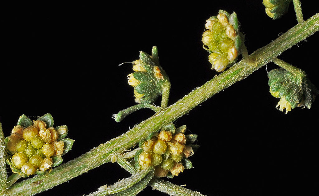 Another view of Ambrosia acanthicarpa stalk with buds