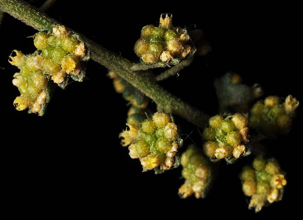 Photo of Ambrosia acanthicarpa stalk with buds