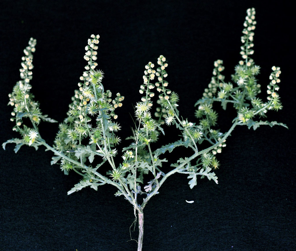 Photo of Ambrosia acanthicarpa stalk