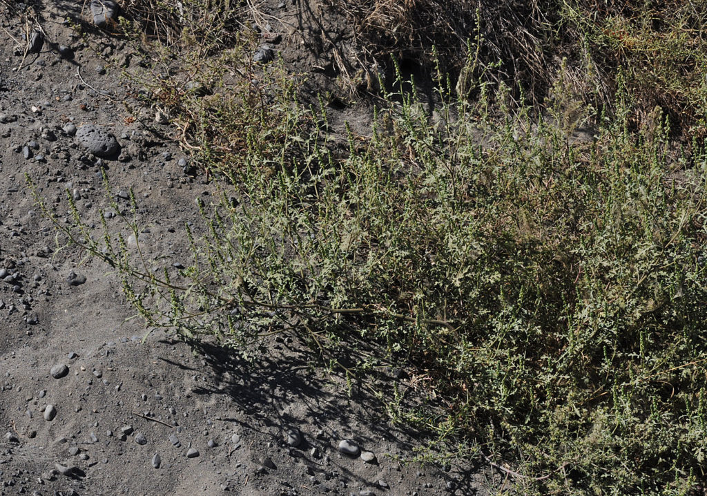 A bush of Ambrosia acanthicarpa along the sand dunes 