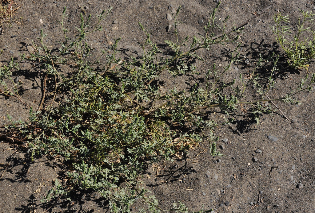 Ambrosia acanthicarpa along the sand dunes