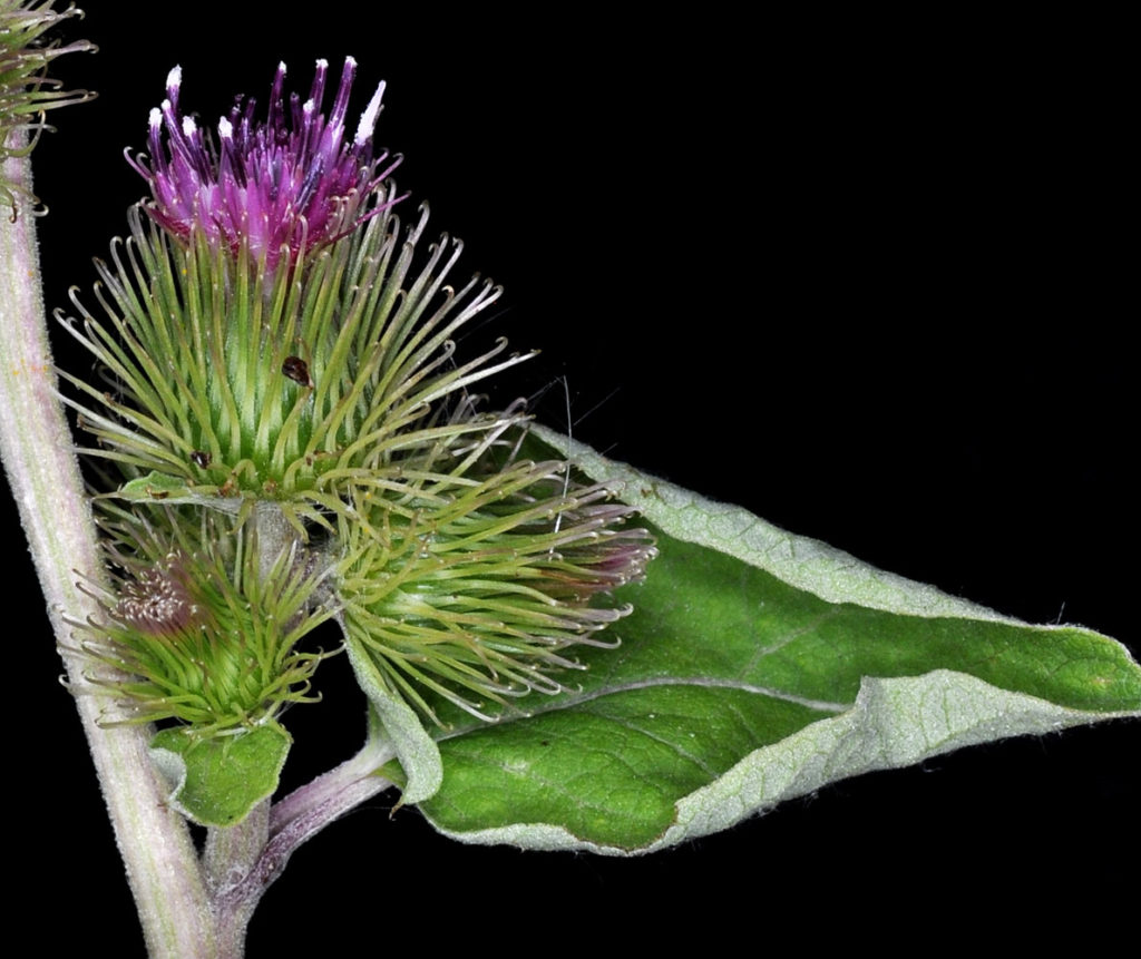 Close up of Arctium minus flower and leaf