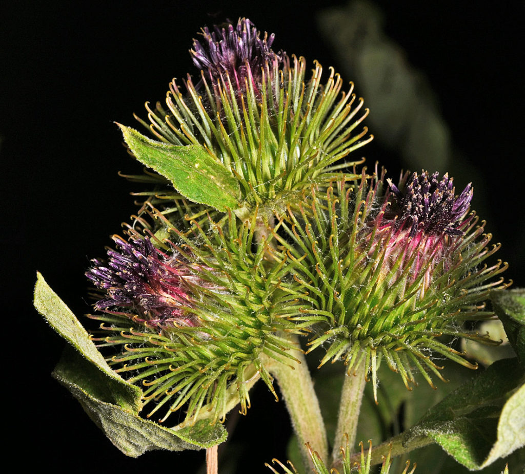 A photo of Arctium minus flowers