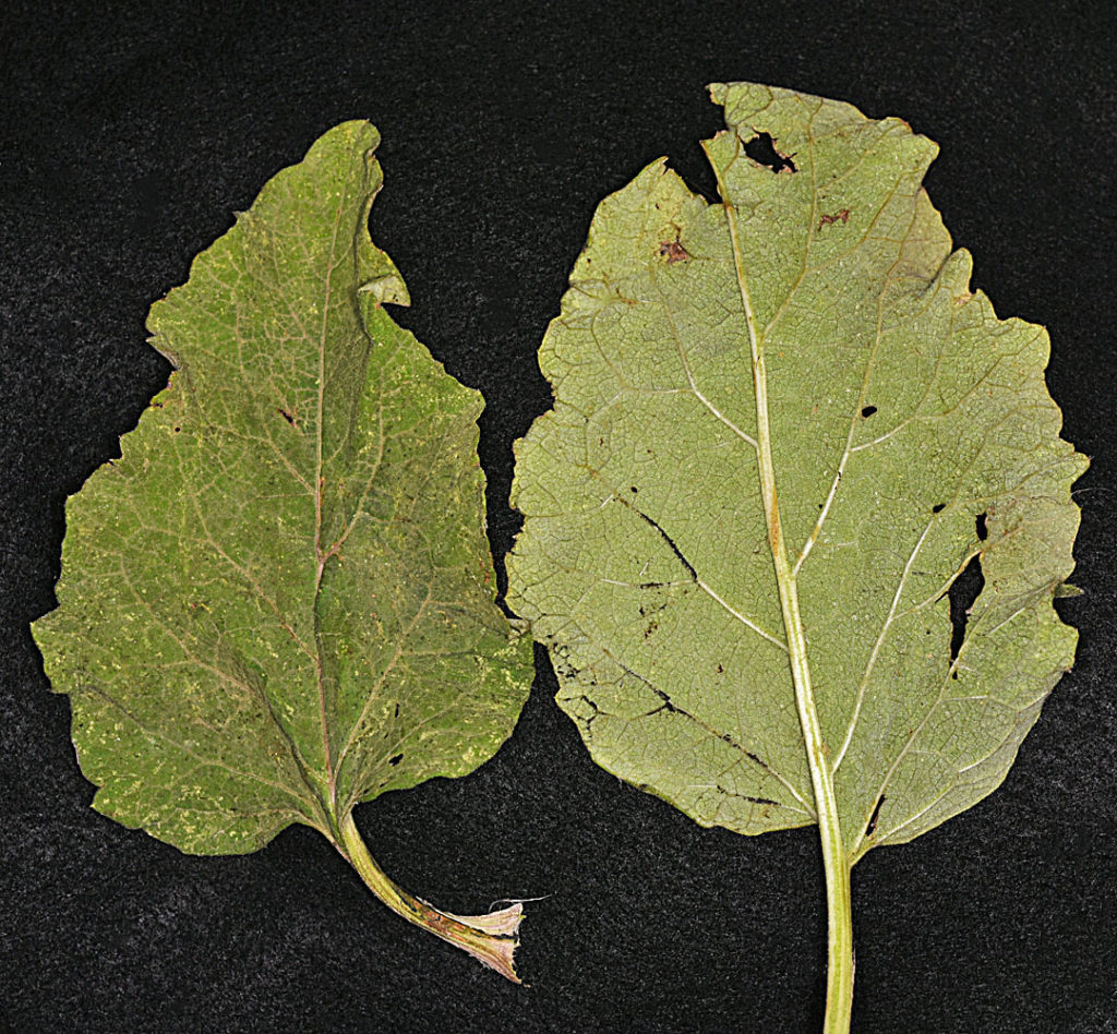 Photo of two Arctium minus leaves